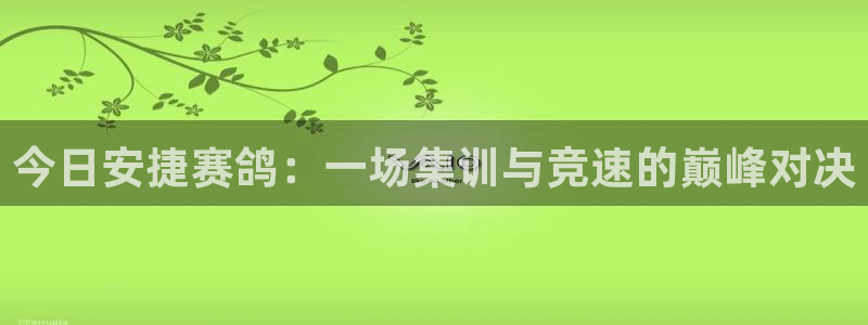 nba柠檬免费直播：今日安捷赛鸽：一场集训与竞速的巅峰对决